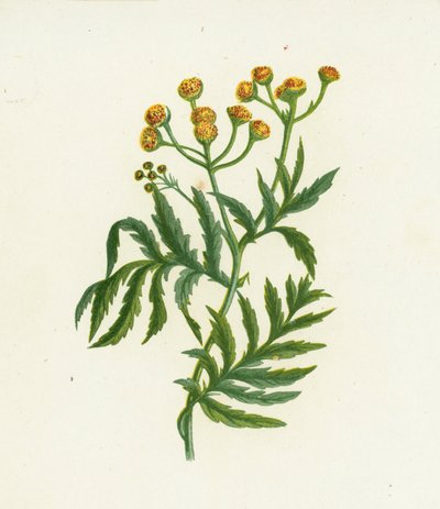 Tanacetum Vulgare da English School